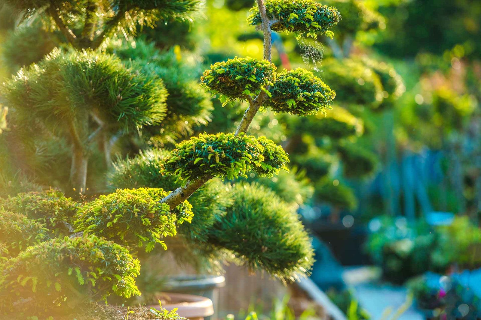 landscaping services in Port St Lucie